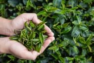 Chai tea leaves (Image via Freepik/Jcomp)